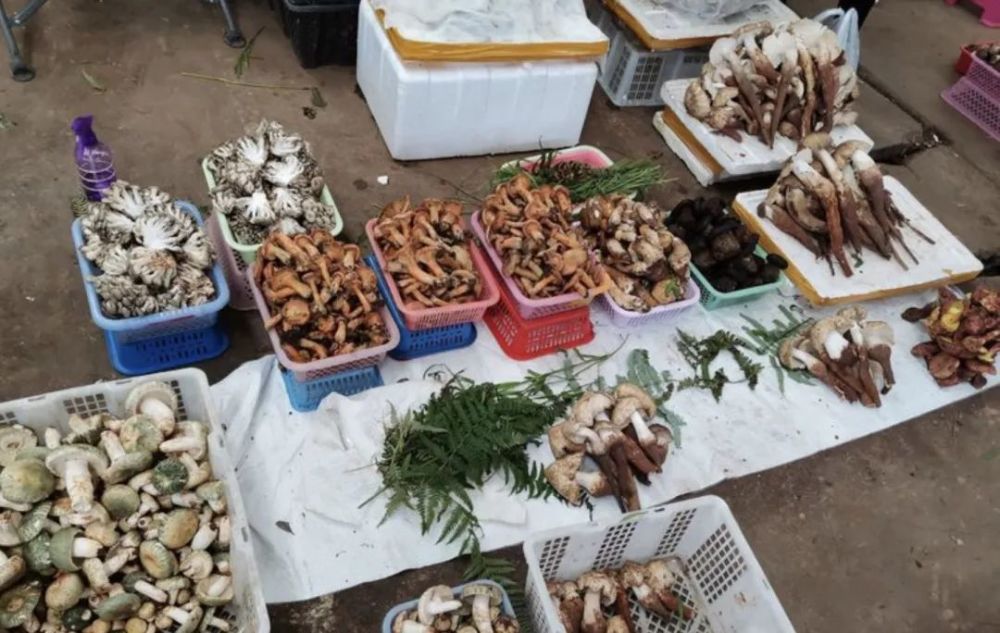 昆明 構(gòu)建國(guó)際野生菌中心的戰(zhàn)略機(jī)遇與挑戰(zhàn)