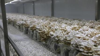 瓜果梨桃加入“果菌王”培養大賽，食用菌研發迎來水果味革命？